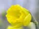 Yellow Flower
