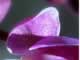 Purple Flower